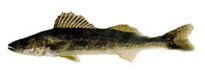 Walleye (Sander vitreus formerly Stizostedion vitreum)